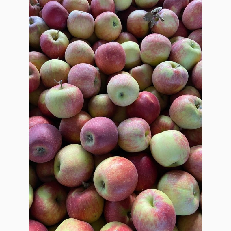 Фото 10. Продам яблоки от произодителя несколько сортов с 20 тонн