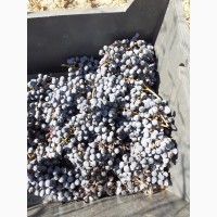 Продам Виноградный сырец Каберне-Совиньон
