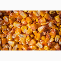 Продам кукурудзу- 8 000т., 3 клас, врожай- 2022р