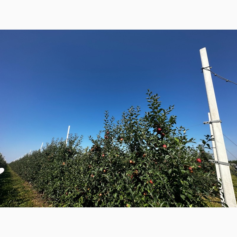 Фото 2. Продаємо яблука 1 та 2 гатунку, врожай 2023, м. Ужгород, ОПТ від 15 т