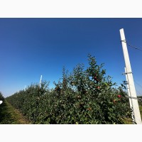 Продаємо яблука 1 та 2 гатунку, врожай 2023, м. Ужгород, ОПТ від 15 т