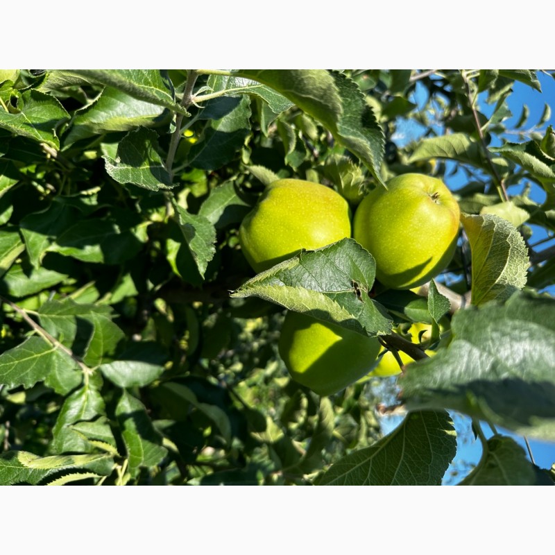 Фото 3. Продаємо яблука 1 та 2 гатунку, врожай 2023, м. Ужгород, ОПТ від 15 т