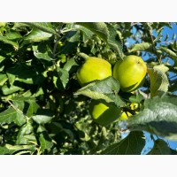 Продаємо яблука 1 та 2 гатунку, врожай 2023, м. Ужгород, ОПТ від 15 т