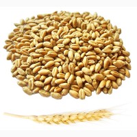 Продамо пшеницю 3 клас, Вінницька область