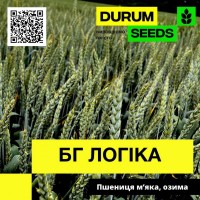 Насіння пшениці BG Logika (озима / безоста) Durum Seeds