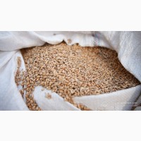 Продам пшеницю 3 клас, 500 тонн, Вінницька обл, Махнівка