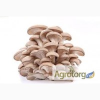 Продаем оптом свежие грибы вешенки от производителя