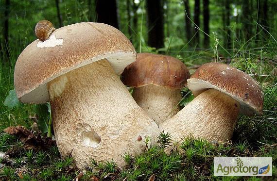 Куплю свіжозібрані лісові гриби