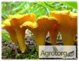 Фото 2. Куплю свіжозібрані лісові гриби