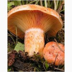 Куплю свіжозібрані лісові гриби