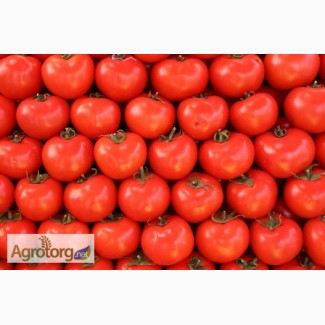 Продаем самые популярные сорта томатов