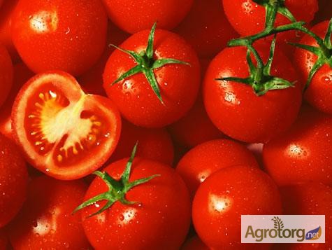 Фото 2. Продаем самые популярные сорта томатов