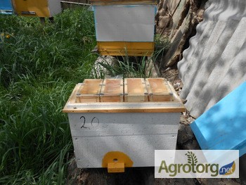 Фото 5. Бджолопакети і матки Карпатка, Карніка