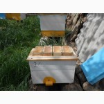 Бджолопакети і матки Карпатка, Карніка