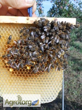 Фото 7. Бджолопакети і матки Карпатка, Карніка
