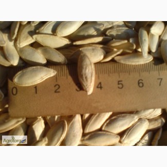 Продам гарбузове насіння Болгарка 50 грн./кг
