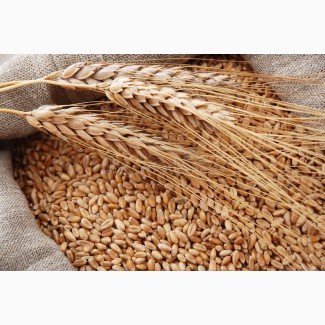 Куплю пшеницу 2, 3 фураж
