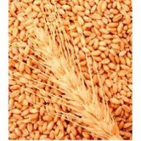 Пшениця м’яка яра елегія миронівська та рання 93