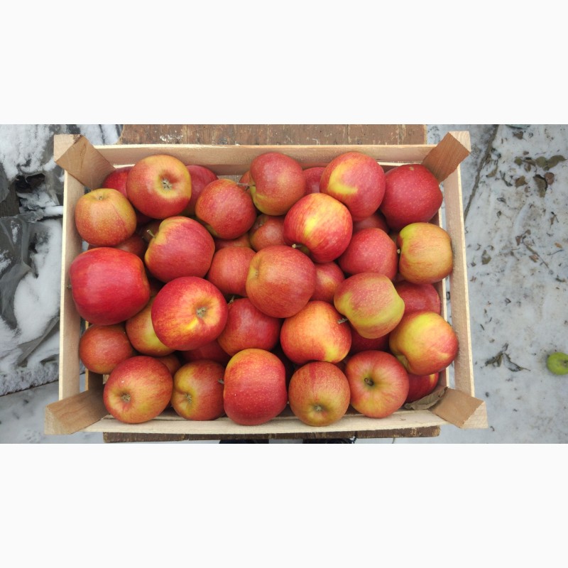 Фото 3. Продам яблука різних сортів гарної якості