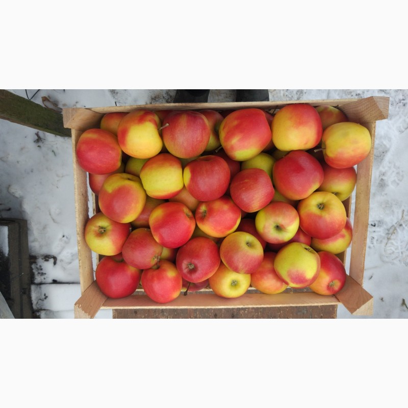 Фото 4. Продам яблука різних сортів гарної якості