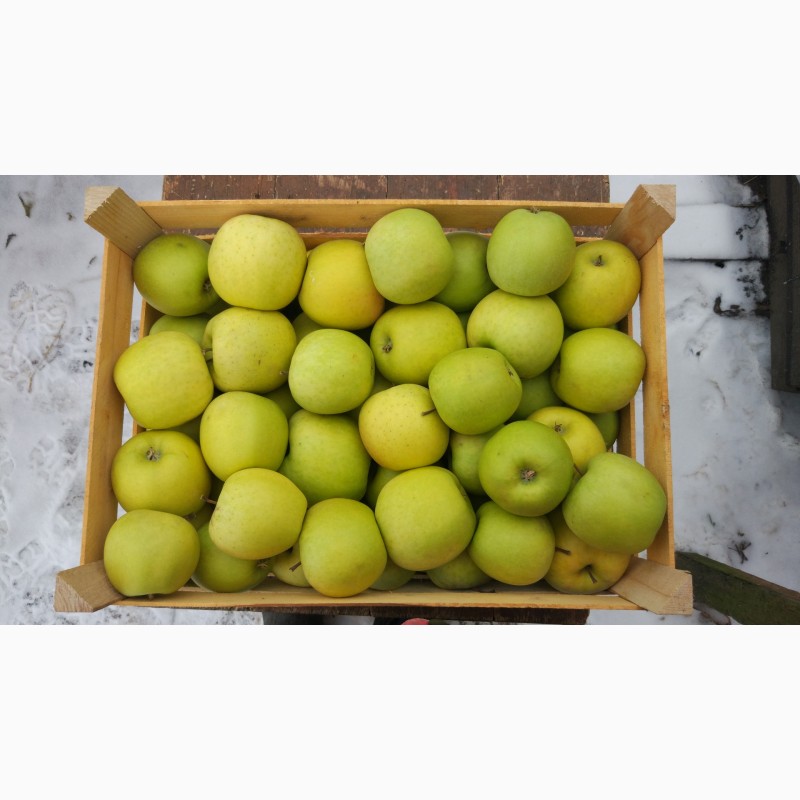 Фото 5. Продам яблука різних сортів гарної якості