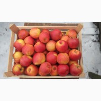 Продам яблука різних сортів гарної якості
