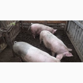 Продажа свиней трёх породный гибрид
