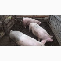 Продажа свиней трёх породный гибрид