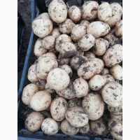 Продам молодой картофель сорт Ривьера, Тирас