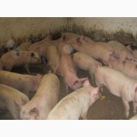 Продам свиней на забой (натуркорма)