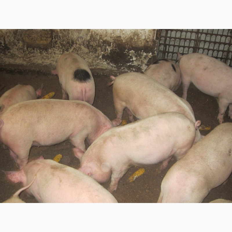 Фото 2. Продам свиней на забой (натуркорма)