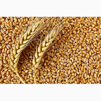 Насіння озимої пшениці Щедрість Одеська