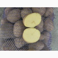 Реализуем картофель сорт Королева Анна