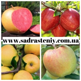 Саженцы яблони нектарина, персика, сливы, абрикосы и многое другое