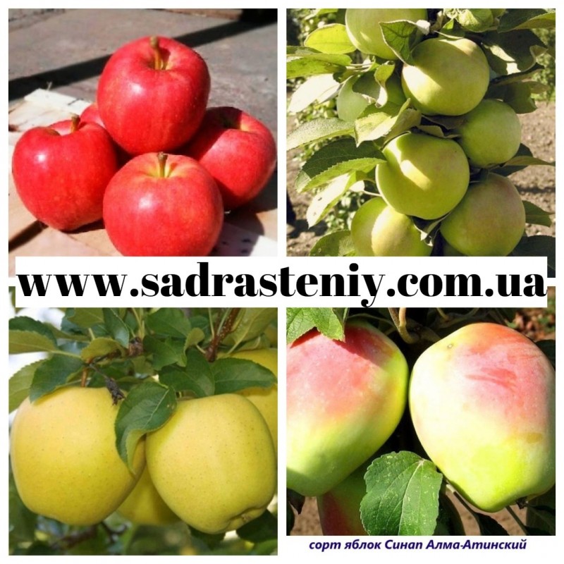 Фото 2. Саженцы яблони нектарина, персика, сливы, абрикосы и многое другое