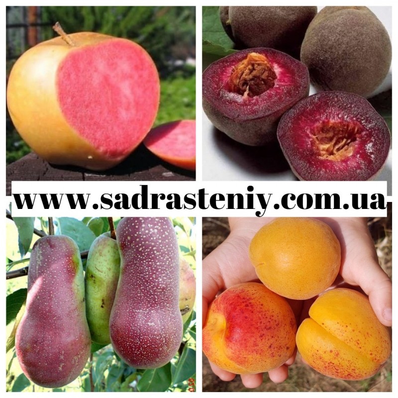 Фото 3. Саженцы яблони нектарина, персика, сливы, абрикосы и многое другое