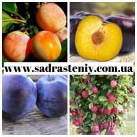 Саженцы яблони нектарина, персика, сливы, абрикосы и многое другое