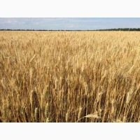 Озима пшениця Златоглава, насіння ТОВ “ЛІСТ” (реалізуємо від 1т)
