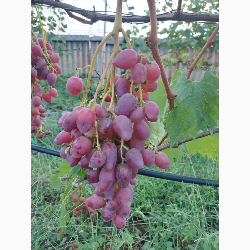 Фото 3. Продам виноград ливия, аркадия, преображение, дубовский розовый, лучистый