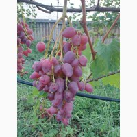 Продам виноград ливия, аркадия, преображение, дубовский розовый, лучистый