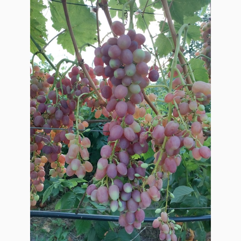 Фото 5. Продам виноград ливия, аркадия, преображение, дубовский розовый, лучистый