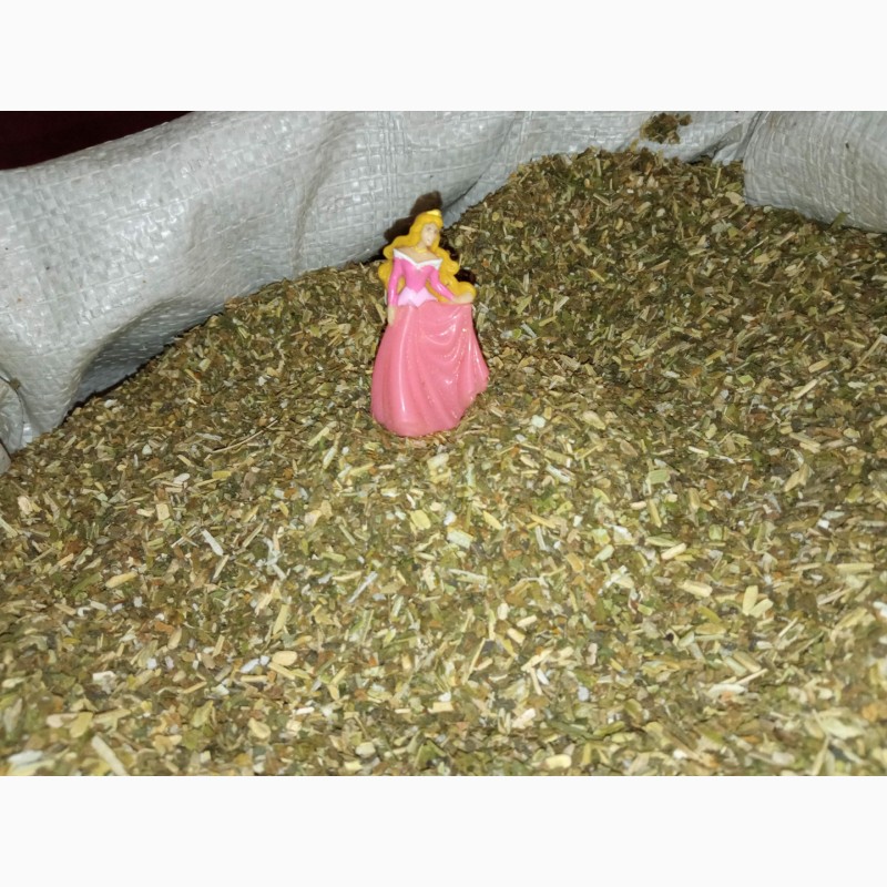 Фото 3. Тютюн Вірджінія домашній- самосад махорка свіжа без мусора