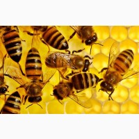 Продаж бджолопакетів