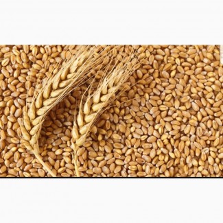 Закупаем зерно разных культур на постоянной основе в больших количкствах
