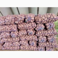Продам крупну товарну картоплю сорт Беллароза