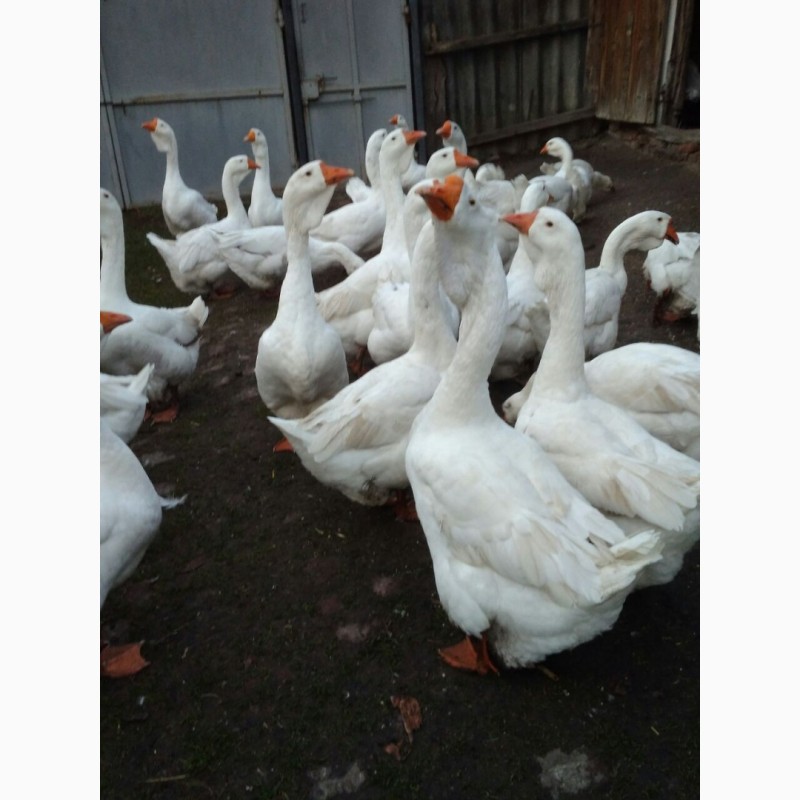 Фото 3. Продам дорослих гусей, Сумська область