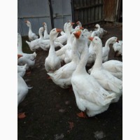 Продам дорослих гусей, Сумська область