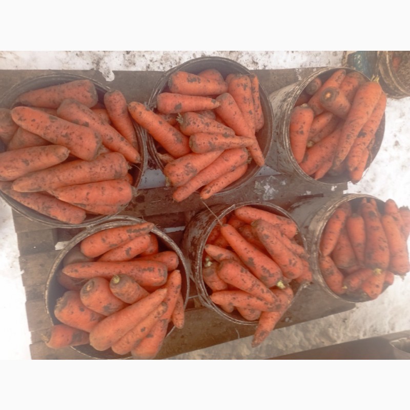 Фото 2. Продам товарну моркву, сорт Абако
