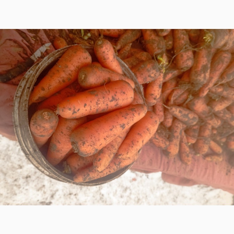 Фото 3. Продам товарну моркву, сорт Абако