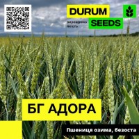 Насіння пшениці BG Adora (озима / безоста) Durum Seeds